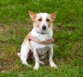 Mongrel dog sitting on the grass Royalty Free Stock Photo