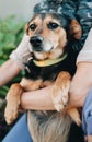 Mongrel dog sitting with her owner Royalty Free Stock Photo