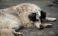 Mongrel dog sleeping Royalty Free Stock Photo