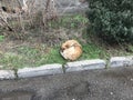 A mongrel dog sleeps on the ground. Red outbreed dog Royalty Free Stock Photo