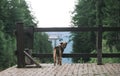 Mongrel dog stands in the mountains against the backdrop of the lift and mountain landscape and looks intently into the camera.