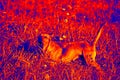 Mongrel dog thermal imager