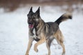 Mongrel dog at walk on winter field Royalty Free Stock Photo