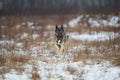Mongrel dog at walk on winter field Royalty Free Stock Photo