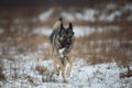 Mongrel dog at walk on winter field Royalty Free Stock Photo