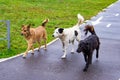 Mongrel dogs, red, white and black, walk along bike path