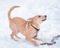 Mongrel fawn puppy in the snow in winter