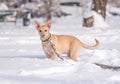 Mongrel fawn puppy in the snow in winter