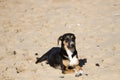 Mongrel or mutt on the beach at SuperTubes Jefferey`s Bay, South Africa Royalty Free Stock Photo