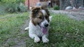 Mongrel puppy with a joyful muzzle on the grass