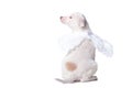 mongrel puppy of light color with angel wings on a white background