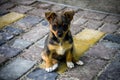 Mongrel puppy sits on path in park paved with paving slabs. Lost little dog is waiting for owner. Close-up. Copy space.