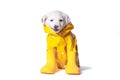 mongrel puppy of white color dressed in yellow raincoat and rubber boots is grinning sitting on a light background