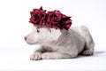 mongrel puppy of white color in a wreath of artificial roses lies on a white background