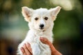 Mongrel white puppy Royalty Free Stock Photo