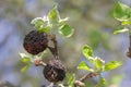 Monilia. Apples damaged by Fungal Disease Monilia fructigena in Orchard disease. Mummy of an apple attacked by moniliosis.