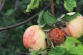 Monilia. Apples damaged by Fungal Disease Monilia fructigena in Orchard