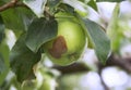 Monilinia fructigena. Initial stage of disease Fruit rot. Fungus illness of the apple tree