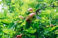 Monilinia fructigena. A sick apple with obvious signs of lesion growing on a branch.