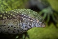 Monitor African Lizard Royalty Free Stock Photo