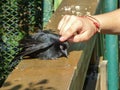 Monitor/Guide of the Ecological trail at the Rio Vermelho State Park petting a rescued bird - Florianopolis, Brazil