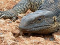 Monitor Lizard Royalty Free Stock Photo