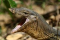 Monitor Lizard