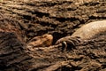 Monitor lizard or bengal monitor or common indian monitor or varanus bengalensis camouflage in tree hollow or hole in tree trunk Royalty Free Stock Photo