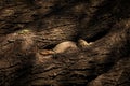 Monitor lizard or bengal monitor or common indian monitor or varanus bengalensis camouflage in tree hollow or hole in tree trunk Royalty Free Stock Photo