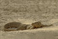 Monitor lizard is a wildlife animal of wet lands and nature reserves of Pakistan Royalty Free Stock Photo