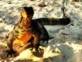 Monitor lizard catching the sun on the beach