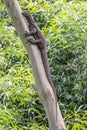 Monitor Lizard climbing on an eucalyptus tree Royalty Free Stock Photo