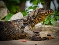 Monitor Lizard Close Up Royalty Free Stock Photo