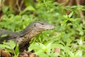 Monitor Lizard