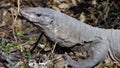 Monitor Lizard Royalty Free Stock Photo