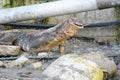 Monitor lizard eating fish