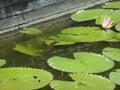 monitor lizard floating in a pond a large lizard crawls out of the water on a leaf of a water lily Royalty Free Stock Photo