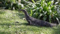 A monitor lizard forages for food on the floor of a lake