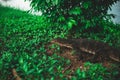 Monitor lizard on the grass in Lumpini Park, Bangkok Royalty Free Stock Photo