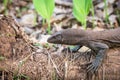 Monitor Lizard head shot Royalty Free Stock Photo