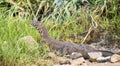 Monitor lizard heading to reeds