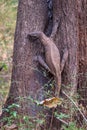 Monitor Lizard hugging a tree Royalty Free Stock Photo