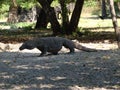 Monitor lizard. Komodo Dragon A species of lizards from the monitor lizard family. The species is distributed on the Royalty Free Stock Photo