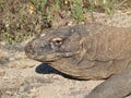 Monitor lizard. Komodo Dragon A species of lizards from the monitor lizard family. The species is distributed on the Royalty Free Stock Photo