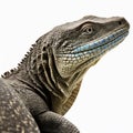 Monitor lizard from Komodo island close-up isolated on white,