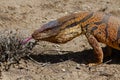 Monitor Lizard in Kyzyl desert, Uzbekistan Royalty Free Stock Photo