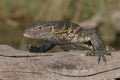 Monitor lizard laying on log Royalty Free Stock Photo