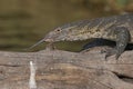 Monitor lizard laying on log Royalty Free Stock Photo