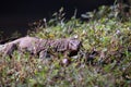 Monitor Lizard looking at camera Royalty Free Stock Photo