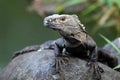 Monitor lizard looking at the camera, Royalty Free Stock Photo